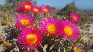 Reise ins Namaqualand